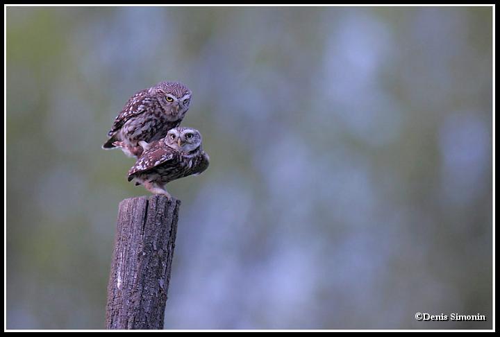 Accouplement de chouettes chevêches